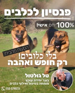 Brown-White-and-Cream-Illustrative-Simple-Pet-Hotel-Promotion-Poster-פוסט-ל-Instagram-_45.webp-240x300